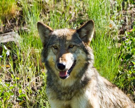 Photos By David Douglas Yellowstone Wolves