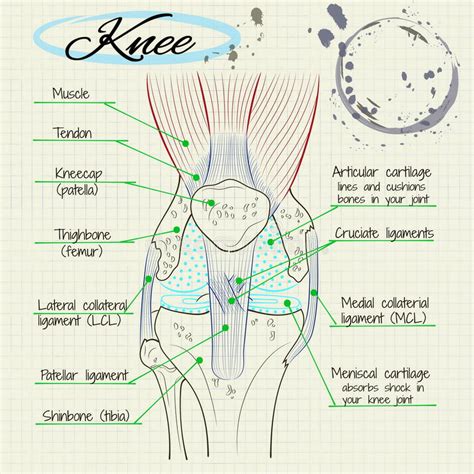 Structure Of The Human Knee Stock Vector Illustration Of Ligaments