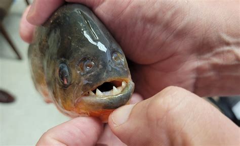 Piranha Discovered In Lake Prompts Fears Of More Beneath The Surface