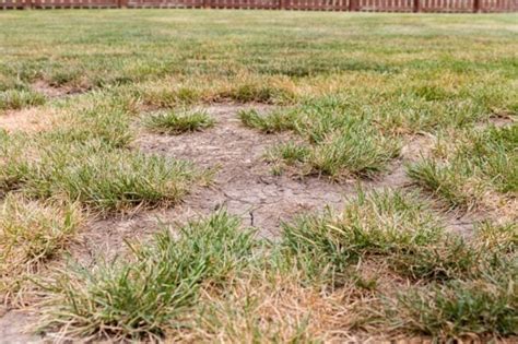 6 Common Lawn Problems That Are A Real Pain In The Grass Bob Vila