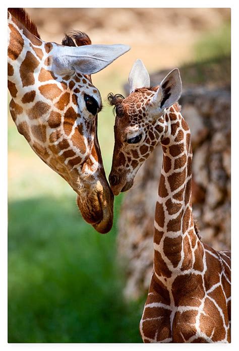 Momma And Baby Giraffe Animals Wild Animals Cute Animals