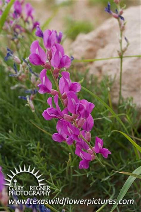Thumbnail Index Of Blue Purple Texas Wildflowers Texas Wildflower