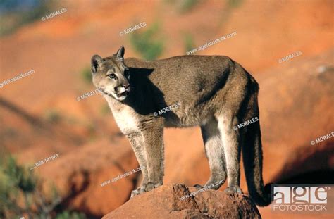 Cougar Felis Concolor Stock Photo Picture And Rights Managed Image