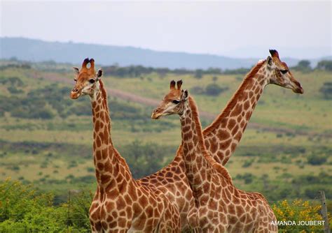 Giraffes Silently Slip Onto The Endangered Species List Nambiti Reserve