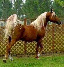 The arabian breed is a compact, relatively small horse with a small head, protruding eyes, wide nostrils, marked withers, and a short back. Modifiers in Horses | Color Genetics