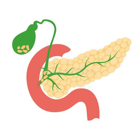 Pancreas And Gallbladder Stock Vector Illustration Of Care 173619423