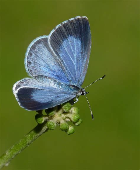 Lets Celebrate The Beautiful Butterflies Of The South Downs National