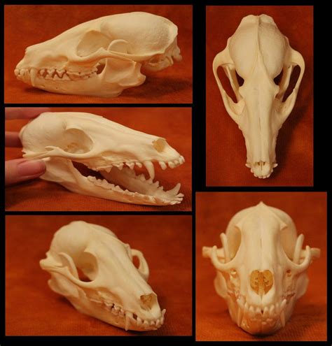 Tanuki Skull Animal Skulls Skull Dog Skeleton