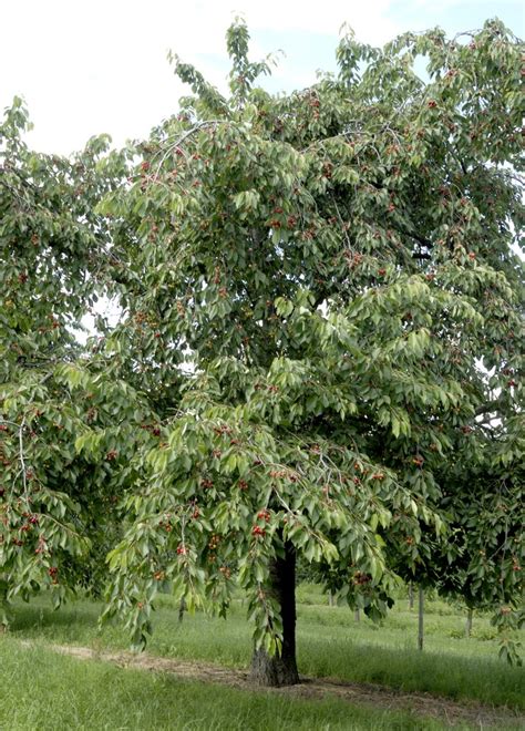 Cerisier Planter Et Cultiver Ooreka