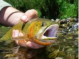 Fly Fishing Outfitters Avon Colorado Pictures