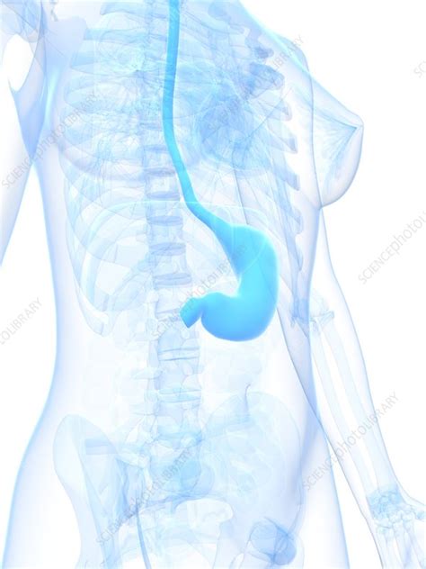 Healthy Stomach Artwork Stock Image F0062294 Science Photo Library