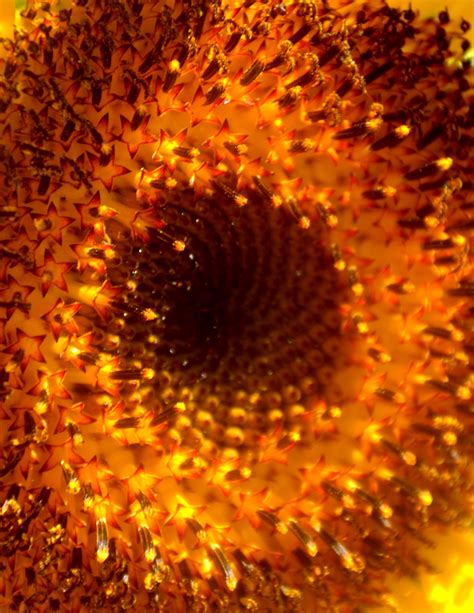 Sunflower – Pollen Count? | Des Johnston