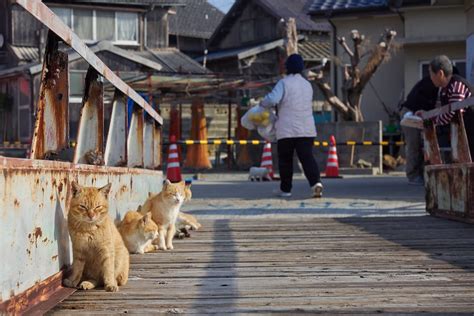 Aoshima La Isla De Los Gatos En Japón Marcianos