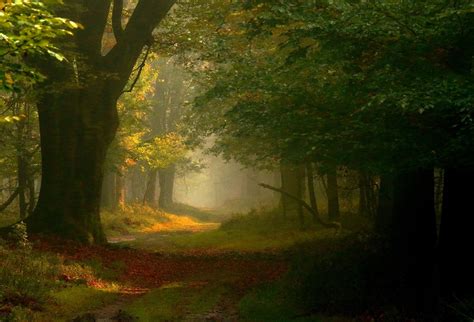 Photography Landscape Nature Fairy Tale Forest Mist Path