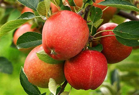 How To Care For Apple Trees In The Fall Apple Poster