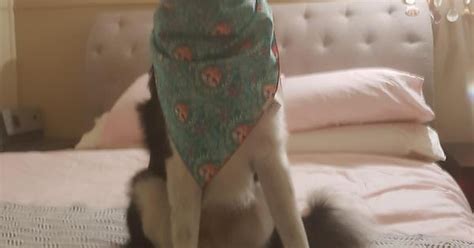 I Can T Tie Bandanas And She S Not Sure She Likes It Album On Imgur