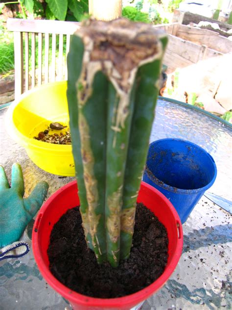 Propagating Fresh Cactus Cuttings Method Cacti And Succulents The