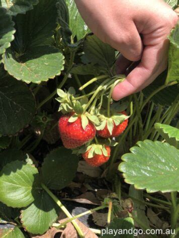 Pick Your Own Strawberries Adelaide Hills | Beerenberg, Hahndorf - Play ...