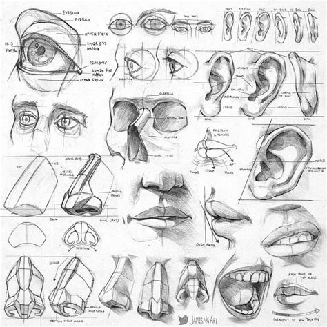 Sketches Focused On Facial Structures Download Them In High Res From JamesNgArt Com Sketches