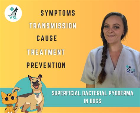 Superficial Bacterial Pyoderma In Dogs Vsl Veterinary Clinic