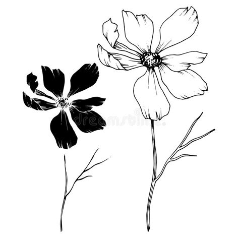 Vector Cosmos Floral Botanical Flowers Black And White Engraved Ink