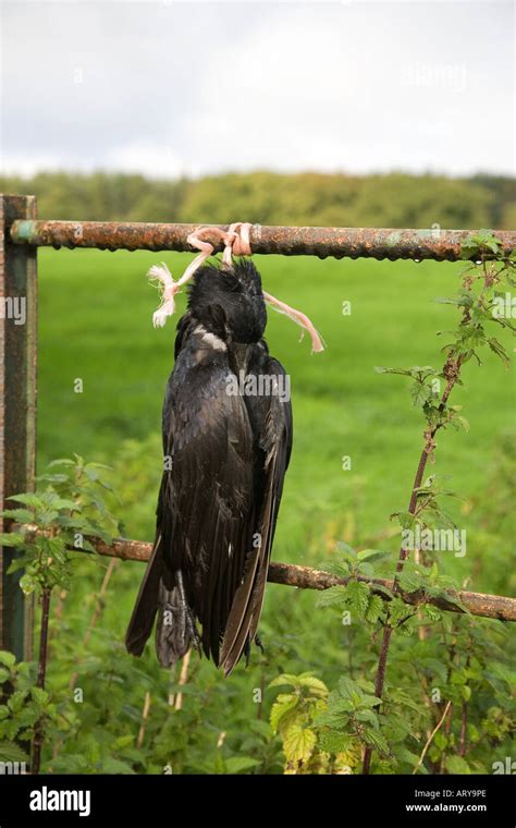 Strange Farming Practices And Vermin Bird Control Dead Crows Hanging On Metal Farm Fence In The