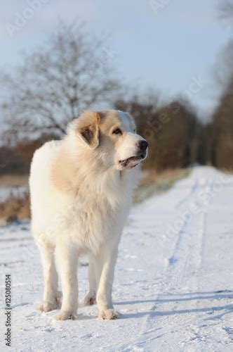 Great Pyrenees Standing In The Snow Stock Photo And Royalty Free