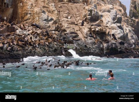 Swimming With Sea Lions Lima Peru Home Swim With Sea Lions In Lima And