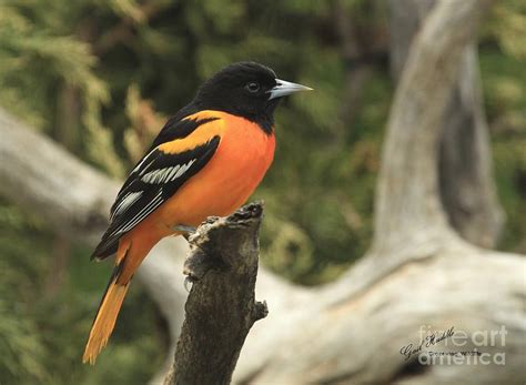 Northern Oriole C Photograph By Gail Huddle Fine Art America