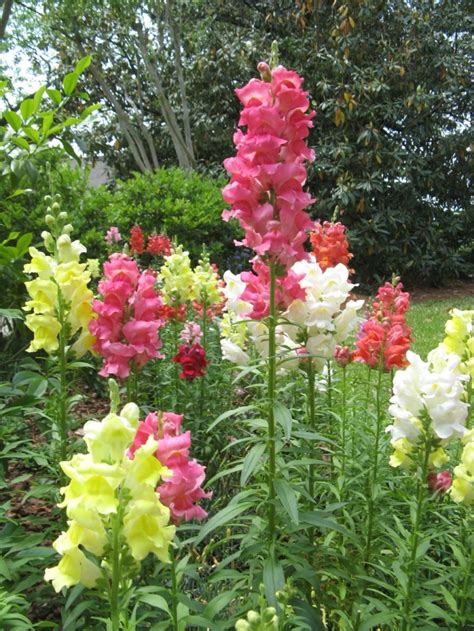 Tips To Care Snapdragon Outdoor Plants Snapdragon