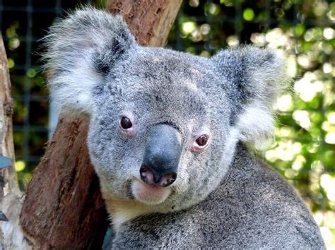 Koala Names The 120 Most Popular Names For Koalas Petpress