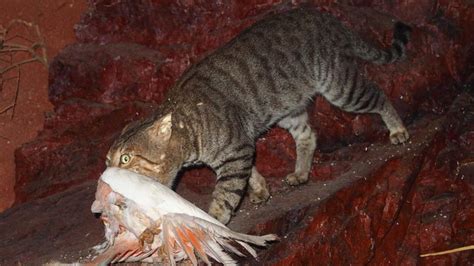 Feral Cat Strategy Needs Reset Inquiry The West Australian