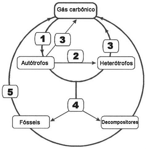 Ciclo Biogeoquimico Do Carbono