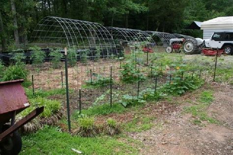 Squash Tunnel Trellis Diy Kristannichols