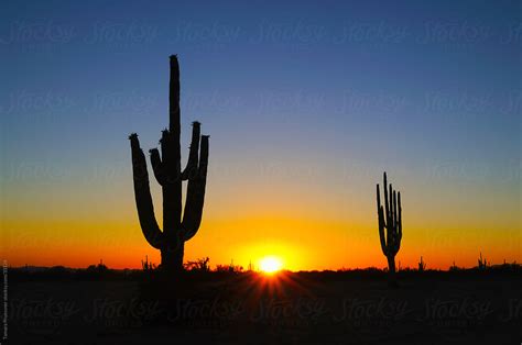 Silhouette Of Saguaro Cactus At Sunset By Stocksy Contributor Tamara