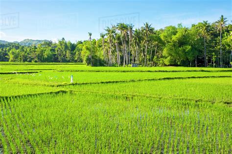 Lush green rice fields, Siquijor Island, Philippines - Stock Photo ...