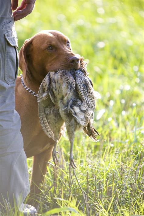 Hunting Dog With A Catch Stock Photo Image Of Exteriors 170026632