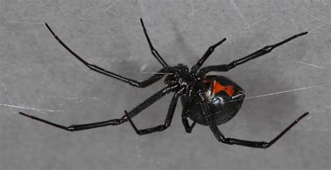 Black widow bite symptoms & treatment. ﻿Frightful facts about black widow spiders