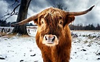 nature, Animals, Cows, Horns, Snow, Winter, Trees Wallpapers HD ...