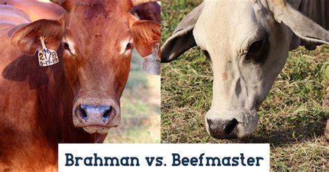 Brahman Vs Beefmaster Br Cutrer Inc