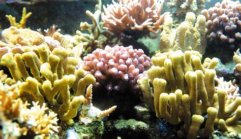 Importance Of Coral Reefs And Mangroves Coral Reefs And