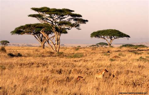 African Safari Landscape Wallpapers Gallery