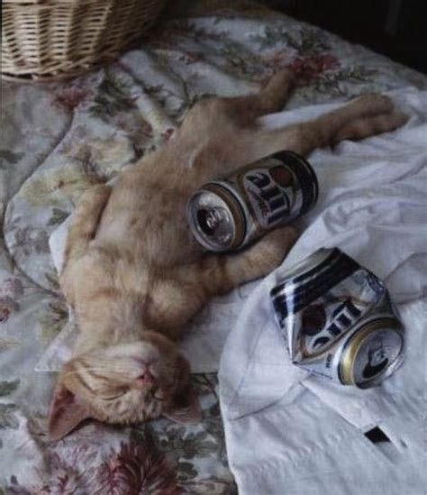 The 25 Drunkest Animals On The Internet Drunk Cat Cat Drinking Cats