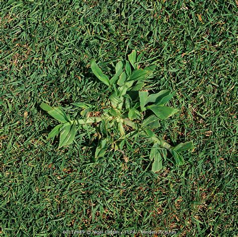 Minden Pictures Crabgrass Digitaria Sanguinalis A Weed Embedded In