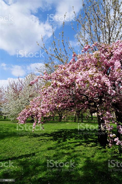 Cherry Blossoms Stock Photo Download Image Now Blue Cherry Blossom