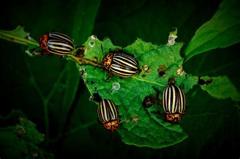 How Insects Find Their Food Plants
