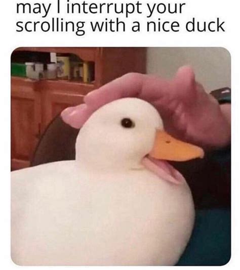 Duck Memes Photos Cantik