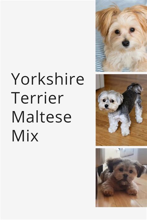 Maltese Vs Maltipoo Breed Comparison Which Is Best Artofit