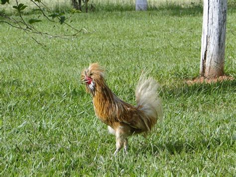 hairy red cock free image download