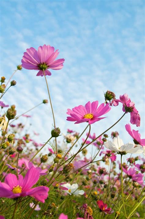 Flower Farm Stock Photo Image Of Chrysanthemum Garden 8191344